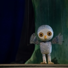 Big-Eyes the Little Owl, foto Jaka Varmuž