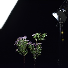 Foto Peter Uhan